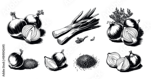 Collection of vintage style black and white line drawings of onions, leeks, and spices ideal for culinary themes and healthy eating concepts