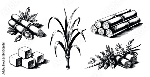 Collection of black and white line drawings featuring sugarcane stalks, cut sugarcane segments, and sugar cubes, perfect for illustrating agricultural products or sweetening concepts.