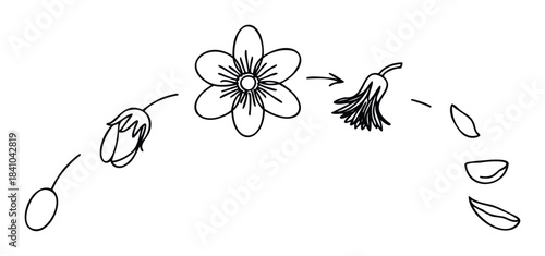 Flower life cycle stages depicted with delicate outline drawings of bud opening, full bloom, and falling petals for floral education or spring themes.