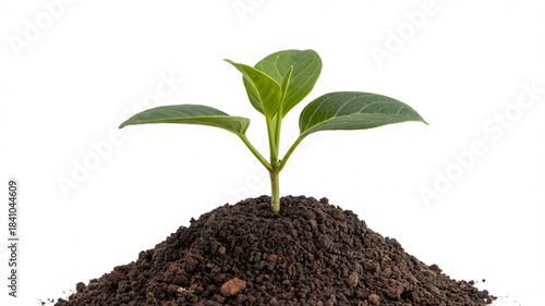 Wallpaper Mural A small green seedling sprouts from a mound of rich dark soil against a clean white background, symbolizing new life and growth. Torontodigital.ca
