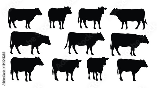 A collection of black cattle forms a striking visual silhouette