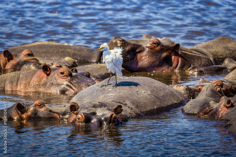 Fototapeta premium Hippos in Water with White Egret, Lake Magadi (Hippopotamus amphibius)