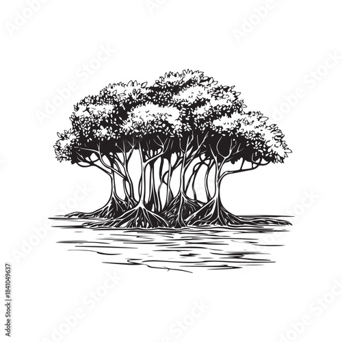 Vector illustration of a mangrove tree with distinctive roots that tower upwards and a sturdy trunk.