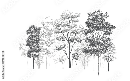 Hand drawn sketch of diverse trees in a forest drawing