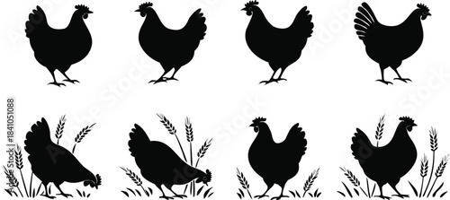 Silhouettes of chickens farm animals rural scene

