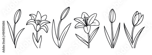 A collection of delicate line drawings featuring blooming lilies and unfurling buds, perfect for floral graphics, naturethemed projects, or elegant stationery.
