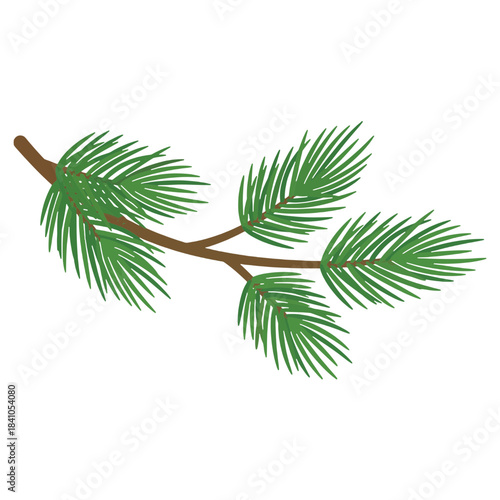 Evergreen Pine Branch