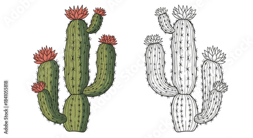 Detailed botanical illustration of a blooming saguaro cactus shown in both full color and black and white line art for coloring pages.