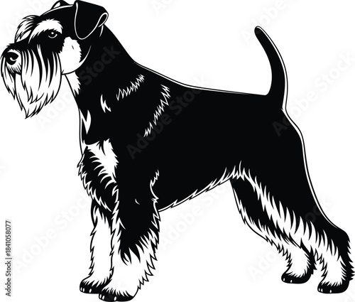 Black and white schnauzer dog breed vector illustration drawing art eps silhouette