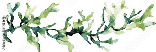 Green seaweed branch watercolor illustration with flowing organic shapes and delicate translucent texture on white background for natural marine design