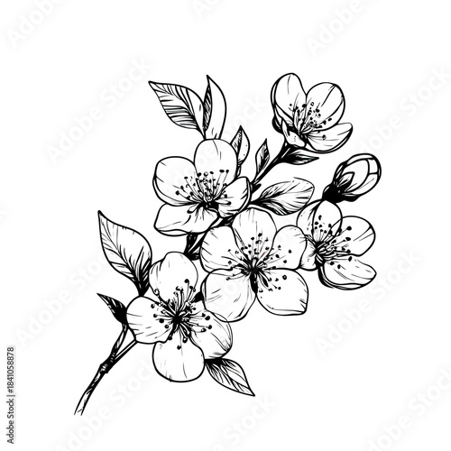 Detailed black ink line art of blossoming cherry flower branch with leaves and buds isolated on white background botanical sketch floral bloom drawing vector illustration for design and decoration