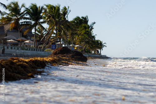 White sand beach with palm trees, huge waves in Atlantic Ocean on sunny day. Seaweed in the water and on the shore. Vacation season in the Dominican Republic. Hurricane season in the Caribbean.