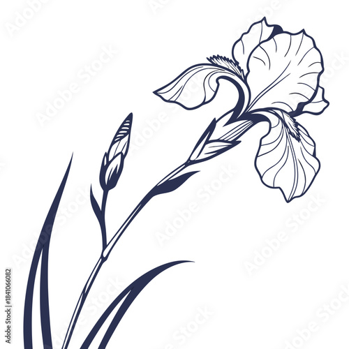  iris white flower on white background 