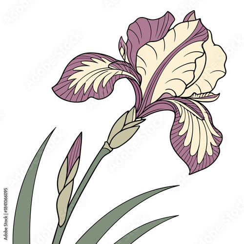  iris white flower on white background 