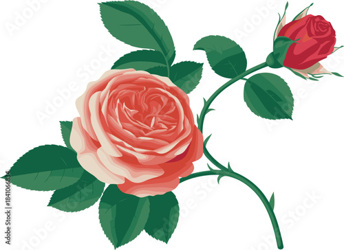 Botanical drawing of a beautiful pink rose flower, thorny stem, leaf, blooming summer garden plant illustration