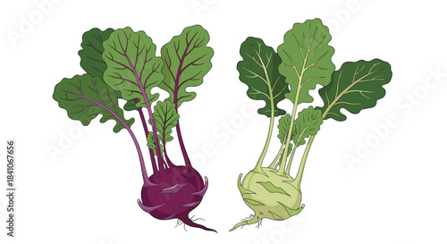 Freshly harvested purple and green kohlrabi vegetables with lush leaves, depicted in a detailed, colorful vector illustration.