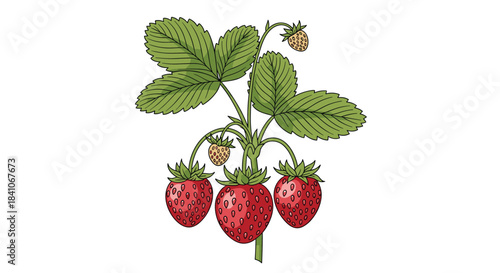 A beautiful botanical illustration of a wild strawberry plant with ripe red berries, green leaves, and small unripe fruit.