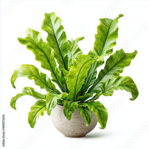 bird's nest fern (Asplenium nidus), a popular houseplant. 
