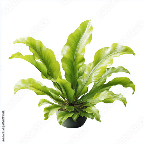 bird's nest fern (Asplenium nidus), a popular houseplant. 