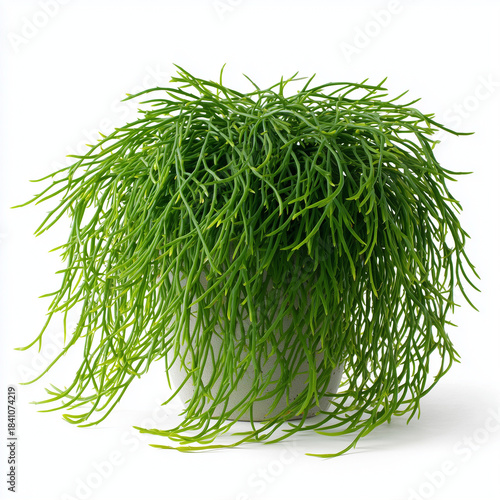 rhipsalis plant on pot isolated on white