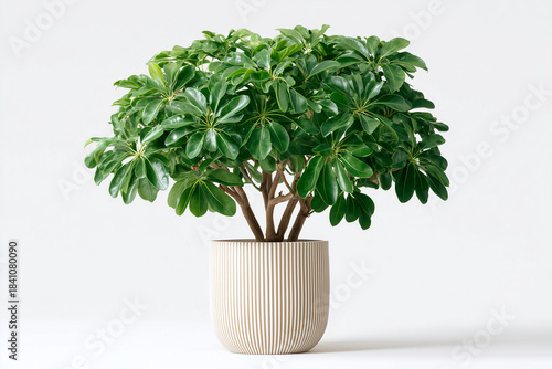  dwarf umbrella tree, scientifically known as Schefflera arboricola.  isolated on white