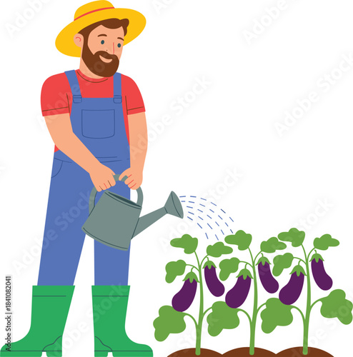 Happy farmer watering growing eggplant plants in the garden, agriculture, organic farming, fresh vegetables harvest