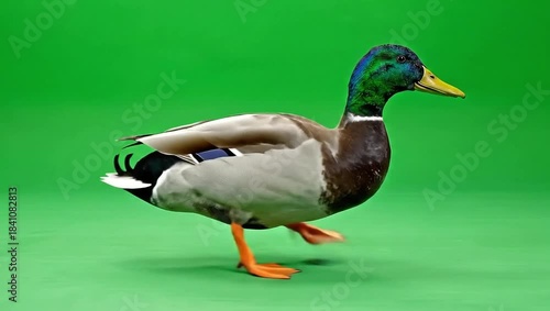 Green-headed male mallard duck swimming on a calm pond, showcasing its wildlife nature and colorful feathers