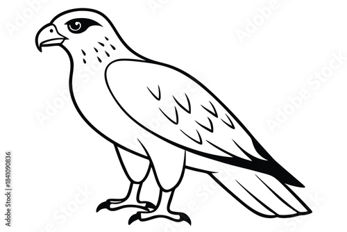 hawk silhouette line art vector illustration with a white background