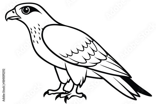 hawk silhouette line art vector illustration with a white background