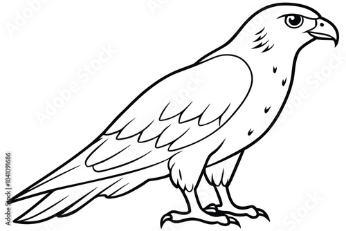 hawk silhouette line art vector illustration with a white background
