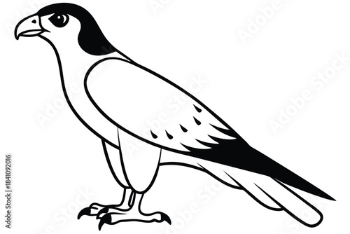 hawk silhouette line art vector illustration with a white background