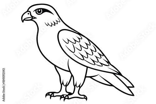 hawk silhouette line art vector illustration with a white background