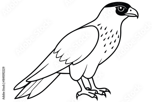 hawk silhouette line art vector illustration with a white background