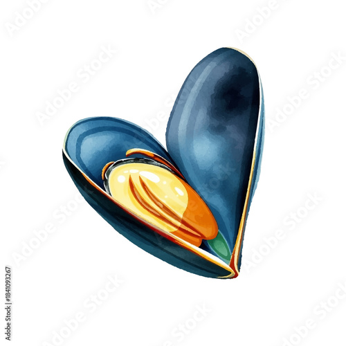 Watercolor illustration of mussels, delicacy, seafood, gourmet food, hand drawn, isolated on white background, vector