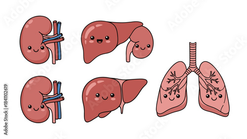 Cute cartoon illustrations of human internal organs with happy faces, representing kidneys, liver, and lungs for medical education