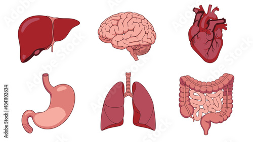 Illustration of the human body's major organs including the brain, heart, lungs, stomach, liver, and intestines