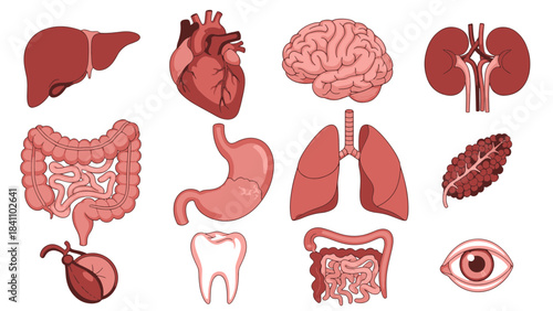 Detailed illustration of human internal organs, including brain, heart, lungs, and digestive system, essential for medical education