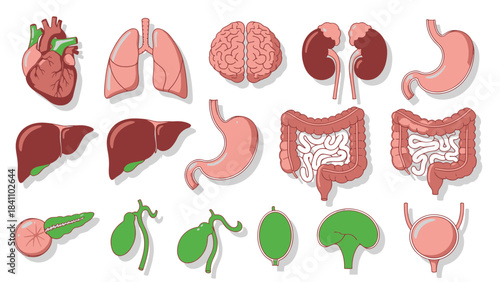 A comprehensive set of human internal organs, including heart, lungs, brain, and digestive system, clearly illustrated for anatomical study.