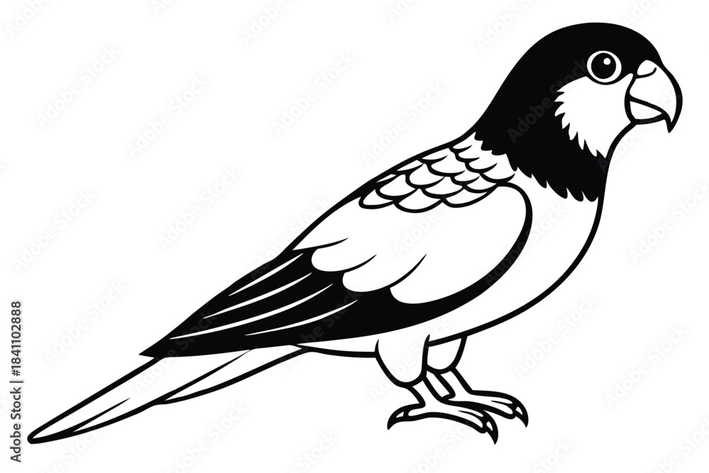 Obraz premium lorikeet silhouette line art vector illustration with a white background