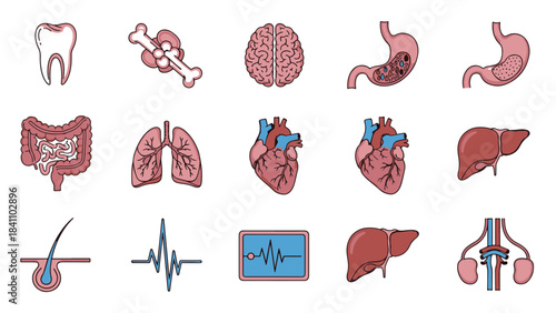 Medical illustrations of human organs and body parts displayed on a white background