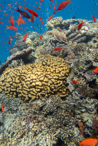 Tropical coral reef garden, marine life with colorful corals and fish Anthias in clear blue water, beauty of underwater world