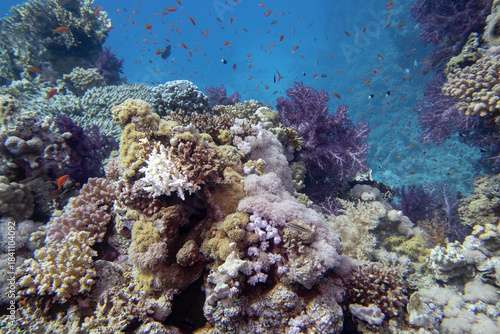 Tropical coral reef garden, marine life with colorful corals and fish in clear blue water, beauty of underwater world