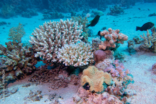 Coral reef ecosystem with diverse colorful coral formations and reef fish in clean tropical water, underwater landscape