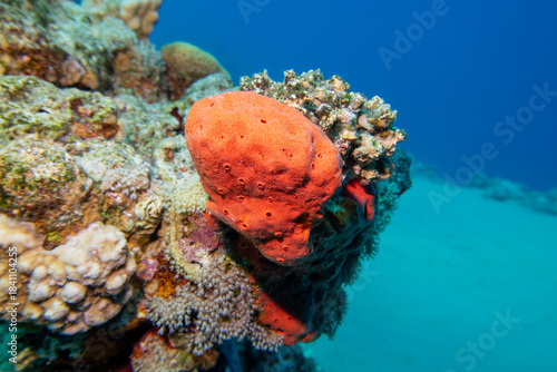 Picturesque, full of vivid colors coral reef with great red sponge, showing tropical underwater marine environment, scenic landscape