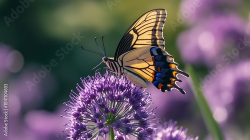 Fototapeta Naklejka Na Ścianę i Meble -  A beautiful orange Monarch butterfly with colorful wings rests on a yellow flower in a summer garden meadow