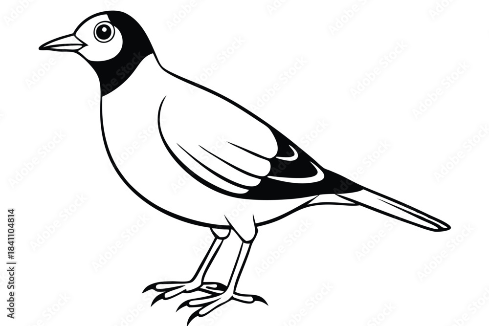 Obraz premium lark silhouette line art vector illustration with a white background