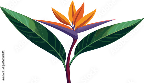 Vibrant bird of paradise flower with lush green leaves isolated on white