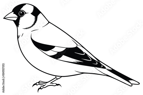 goldfinch silhouette line art vector illustration with a white background