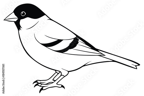 goldfinch silhouette line art vector illustration with a white background