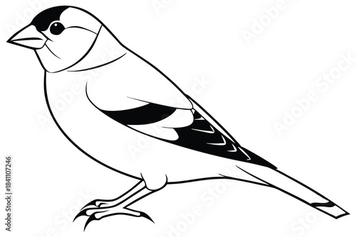 goldfinch silhouette line art vector illustration with a white background